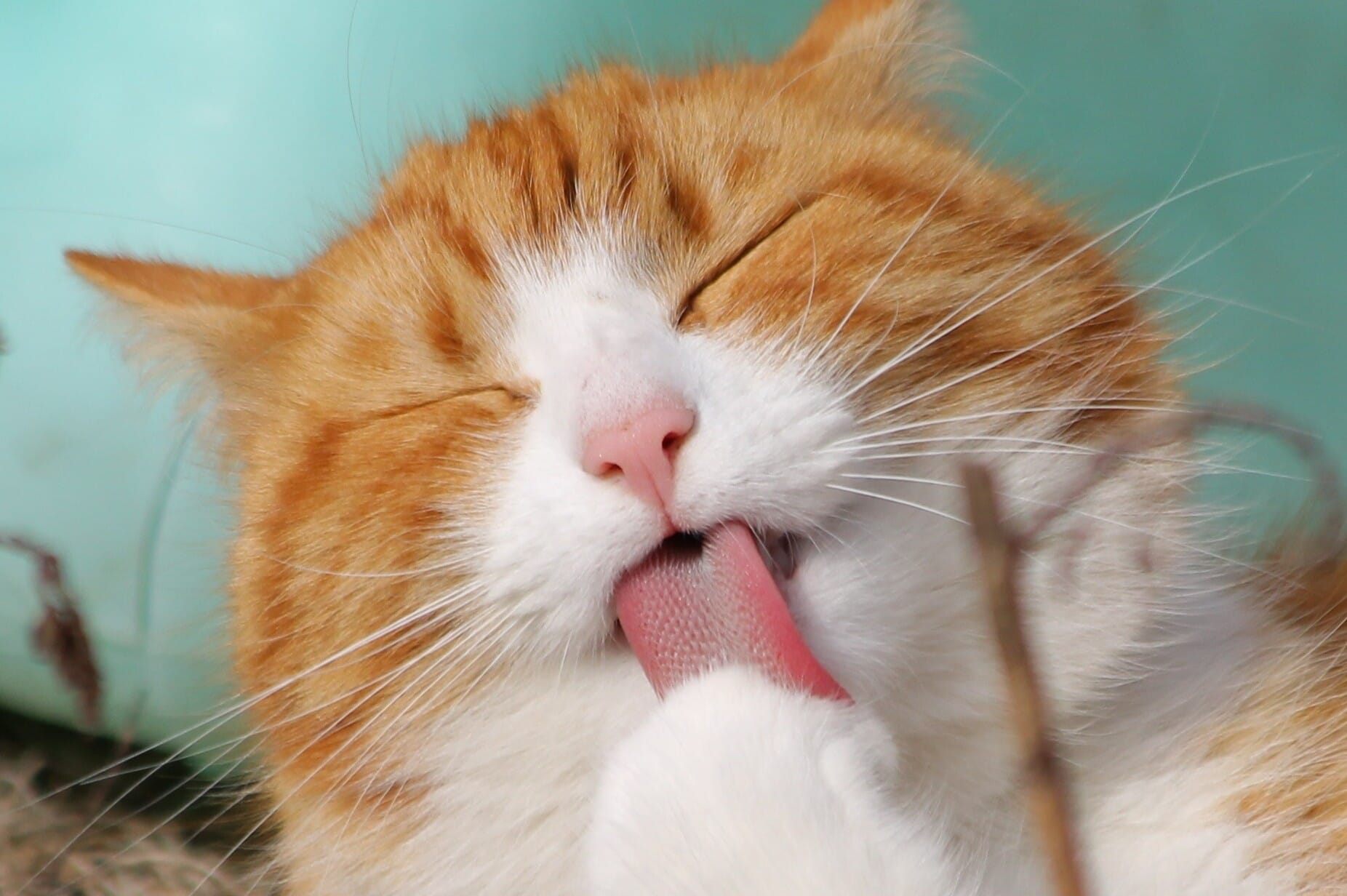 Cat Grooming