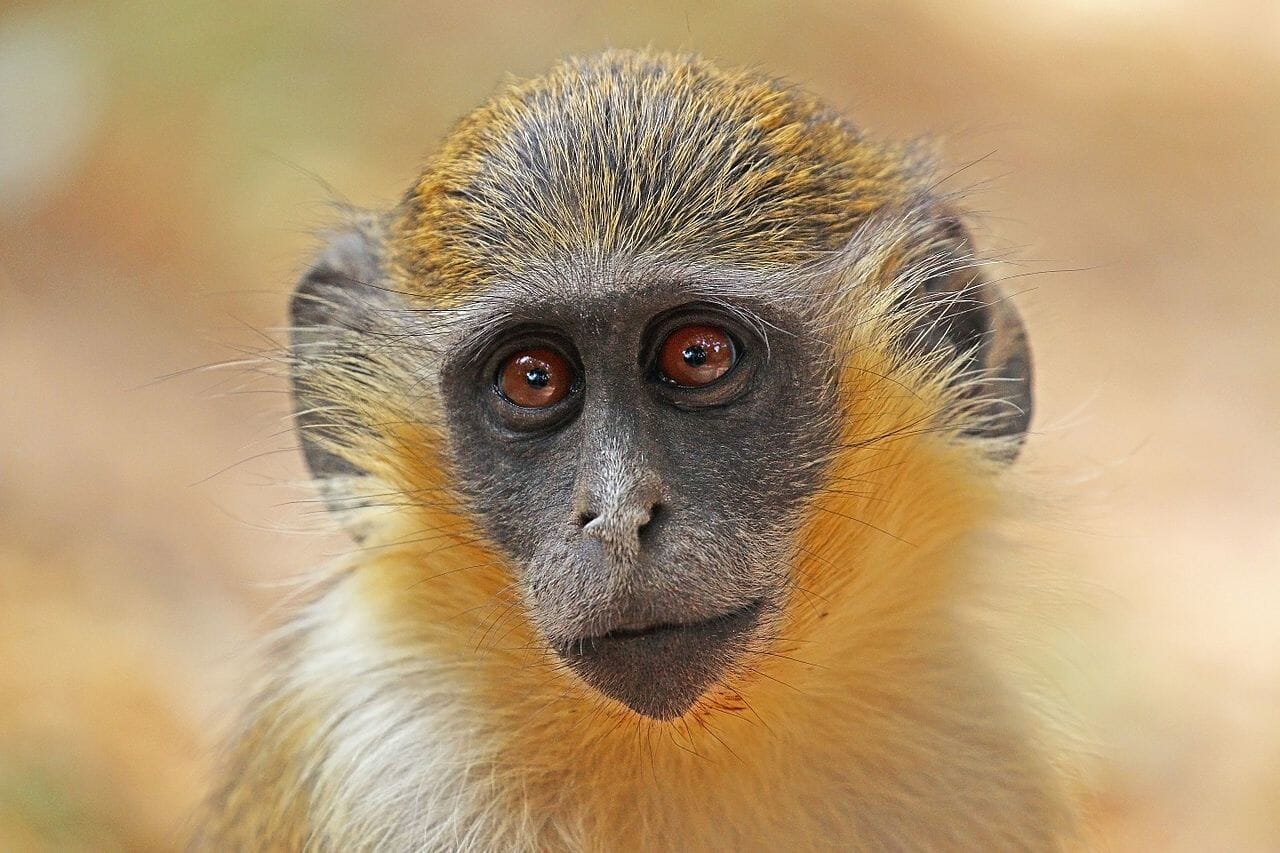 Monkeys