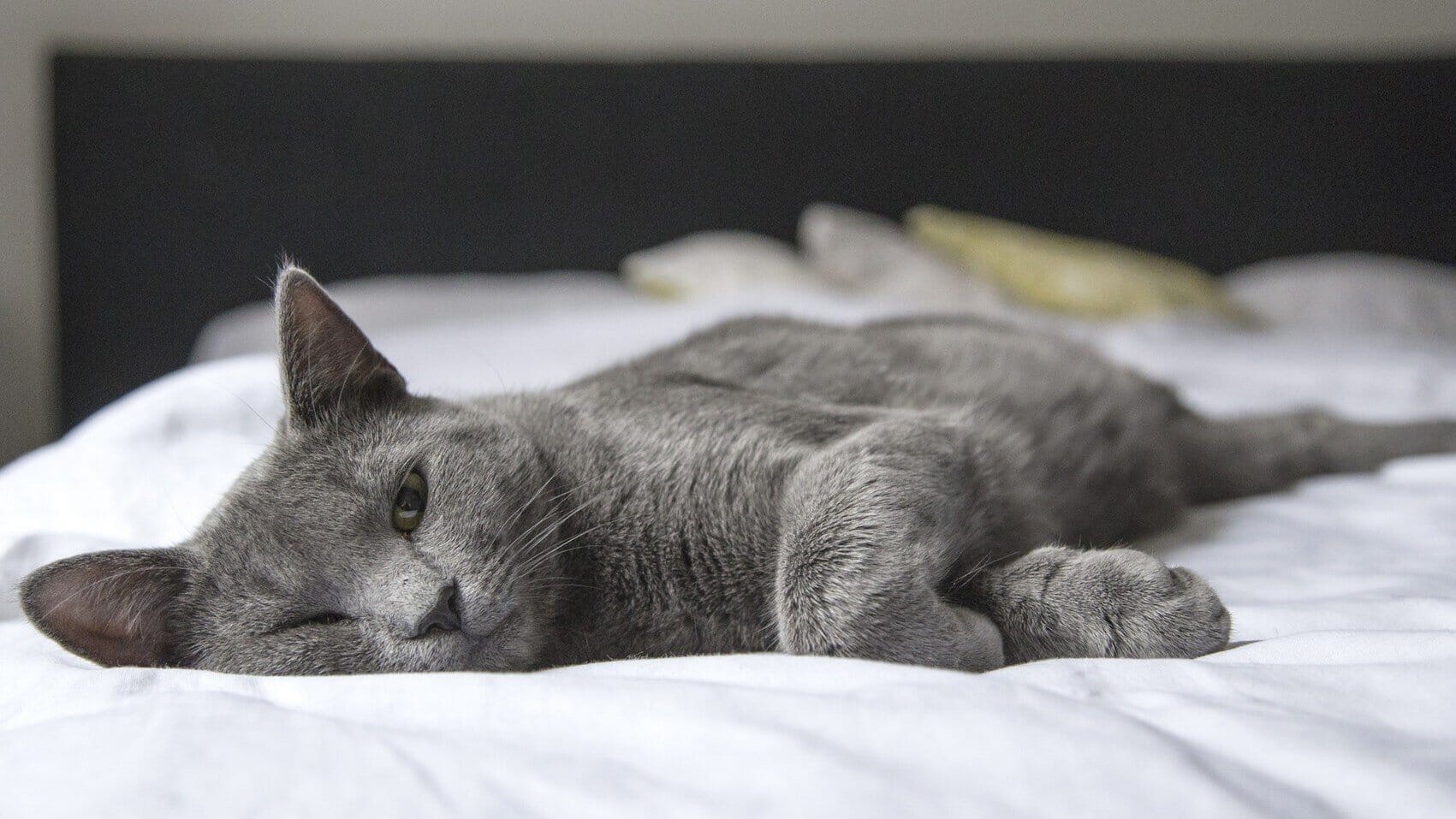 Cat Bedding