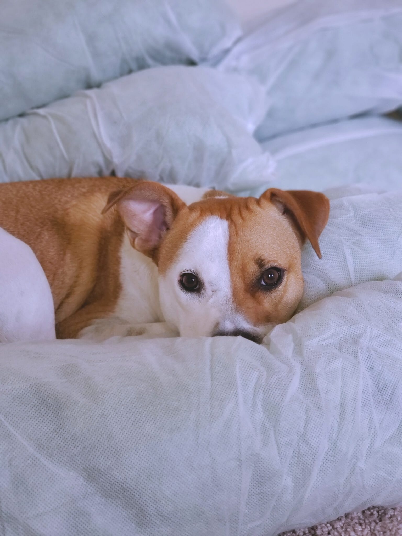 Dog Beds, Mats and Blankets