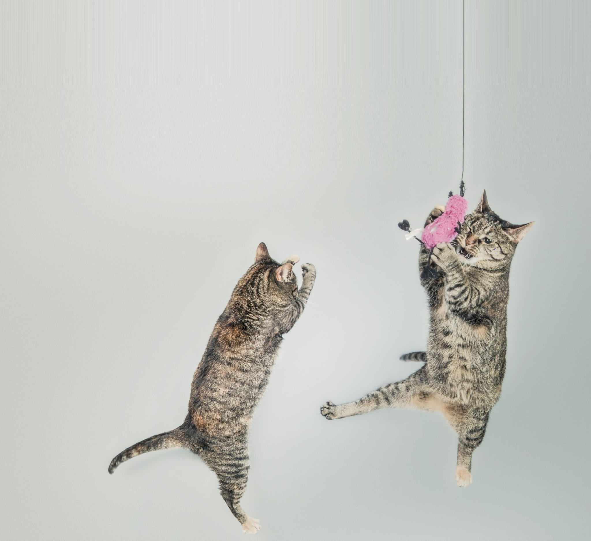 Cat Toys